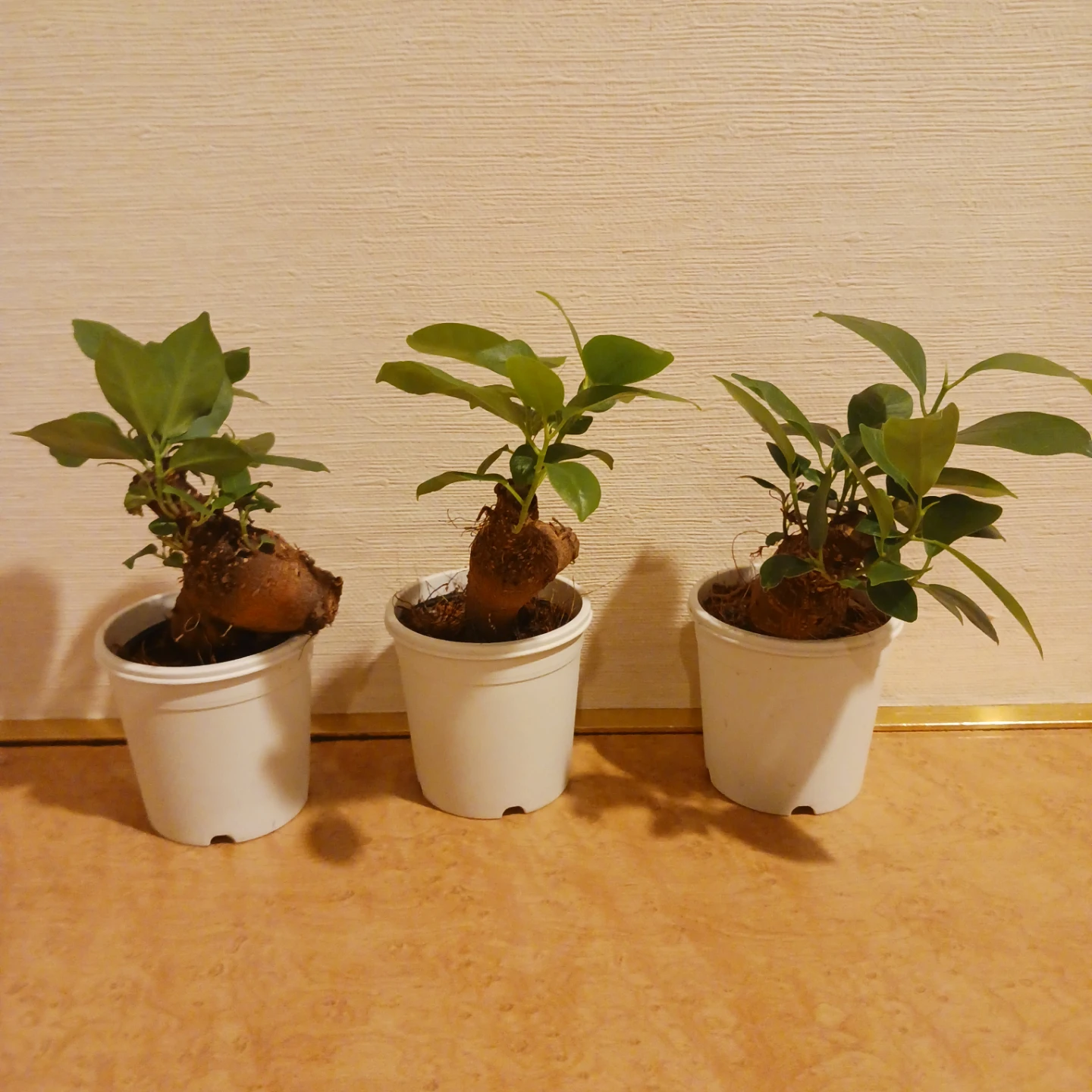 ミニ★ガジュマル　2.5号　観葉植物　ニンジンガジュマル　の写真5枚目