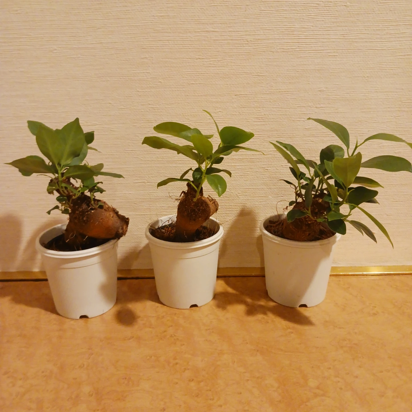 ミニ★ガジュマル 2.5号 観葉植物 ニンジンガジュマル の写真5枚目