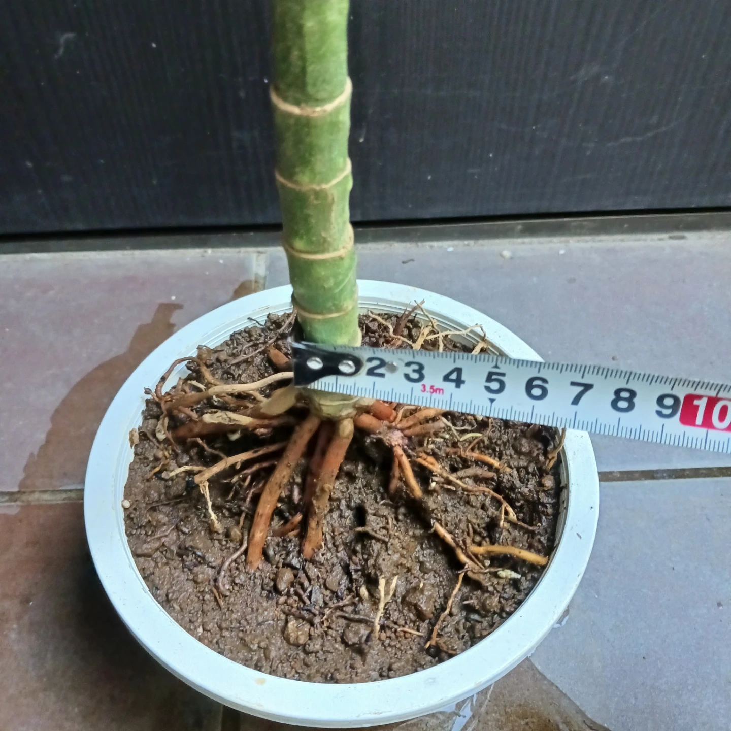 まとめ買い対象★レア★9 テネラ 5号 ヤシ 観葉植物の写真9枚目