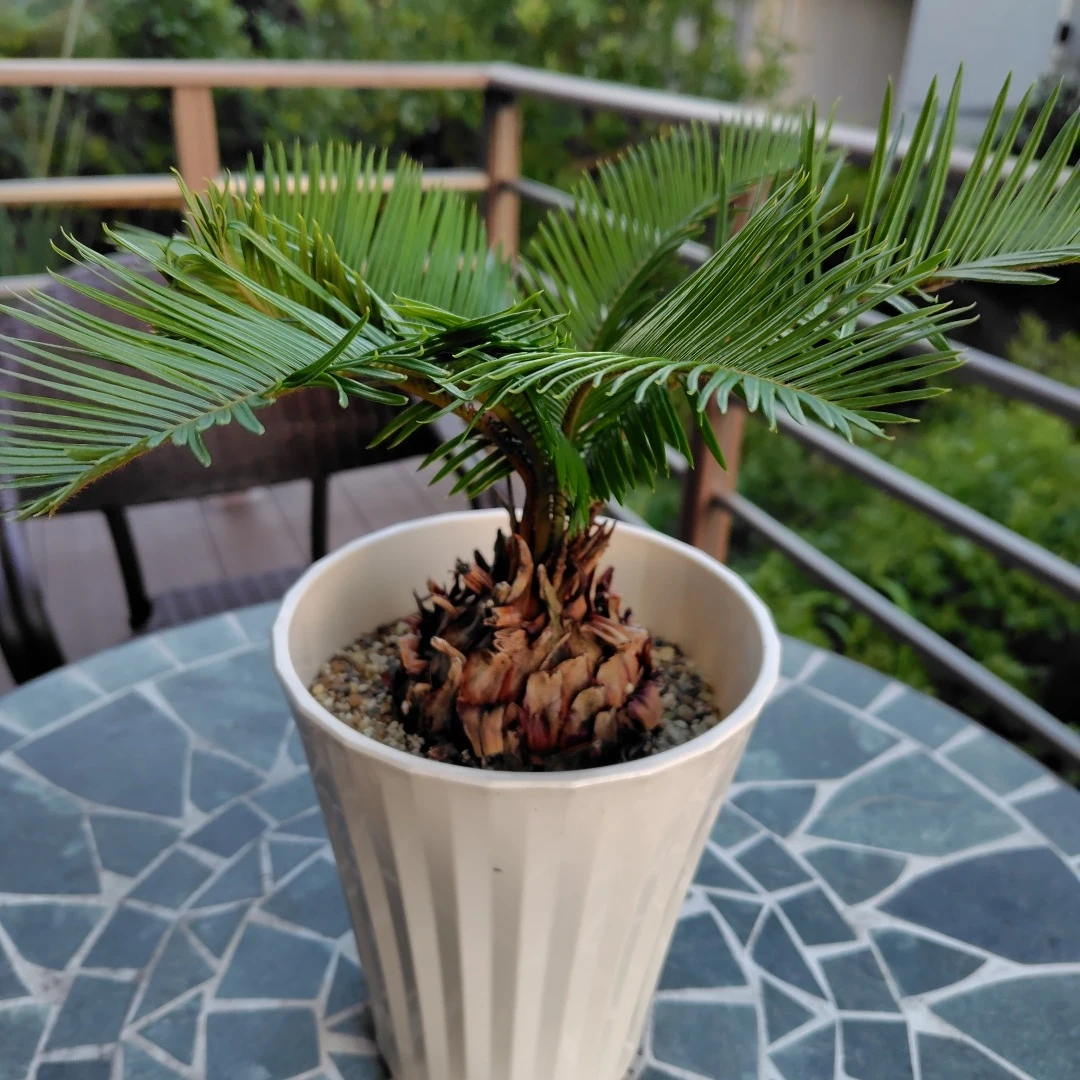 ソテツ 観葉植物 鉢植えの写真4枚目