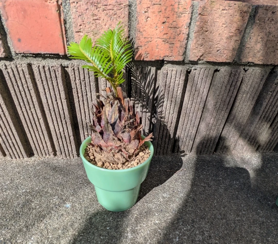 観葉植物　　 アガベ　ソテツ　子株　3セットの写真2枚目
