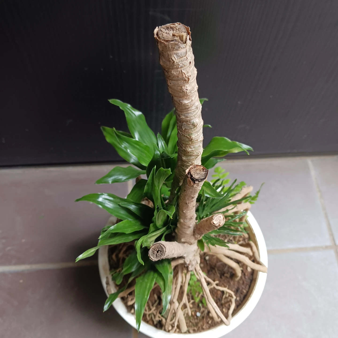 まとめ割り対象★ドラセナ コンパクタ 6号　観葉植物の写真9枚目