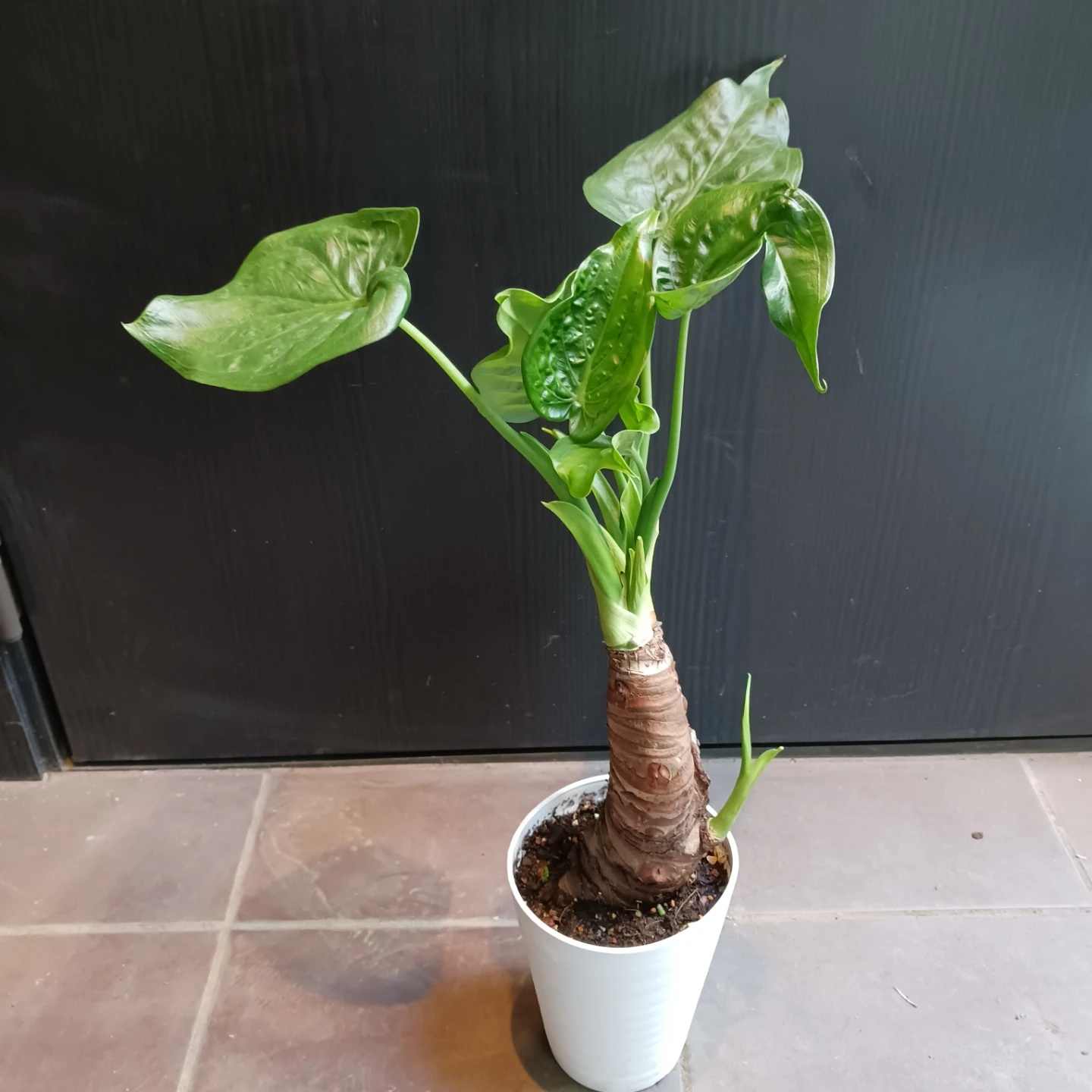 クワズイモ　4号　観葉植物　アロカシア　オドラ