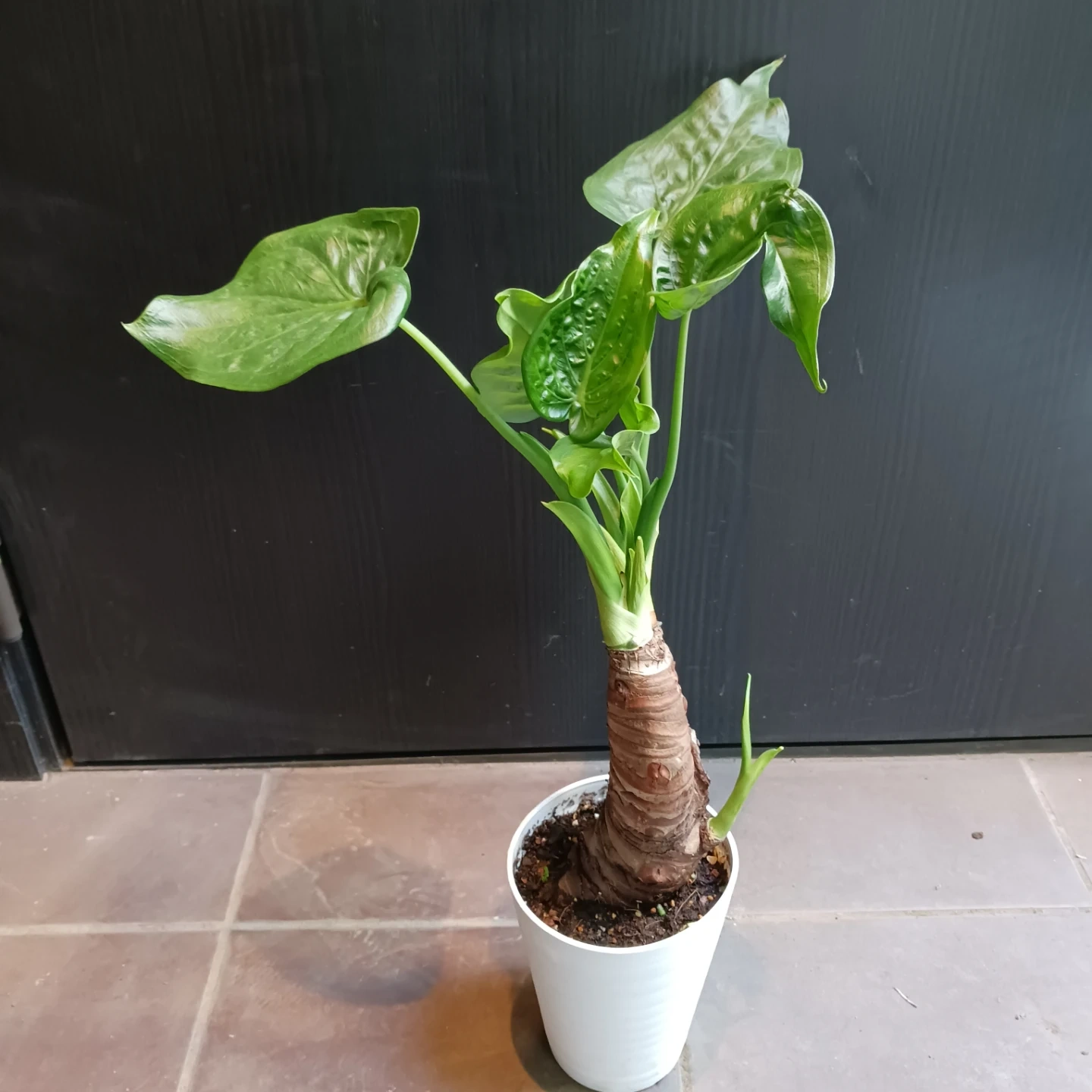 クワズイモ 4号 観葉植物 アロカシア オドラ