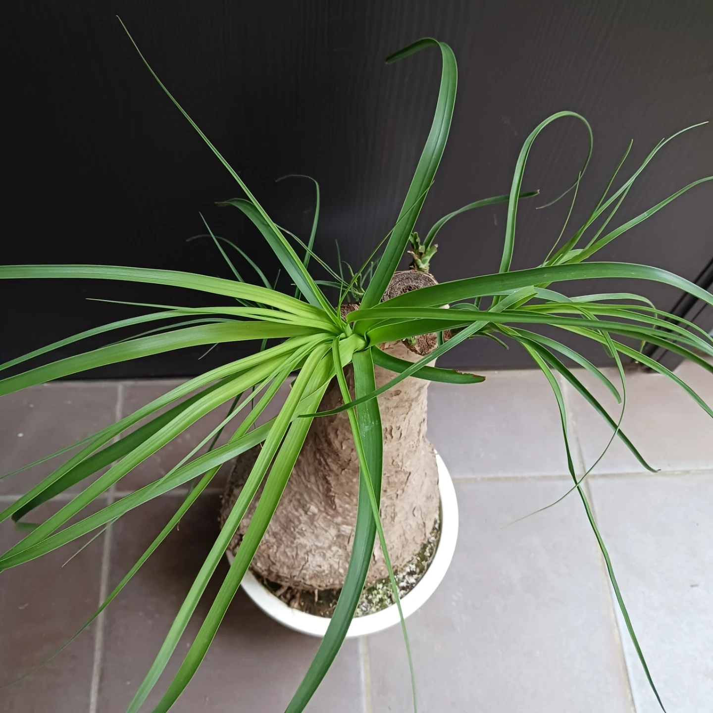 迫力ある★ノリナ 8号 トックリラン 観葉植物の写真8枚目