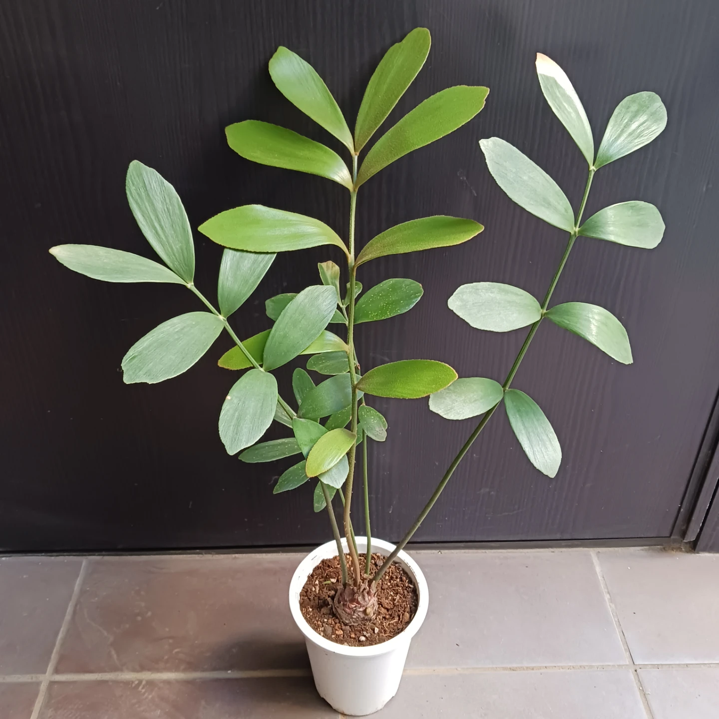 メキシコソテツ　ザミア　4号　観葉植物
