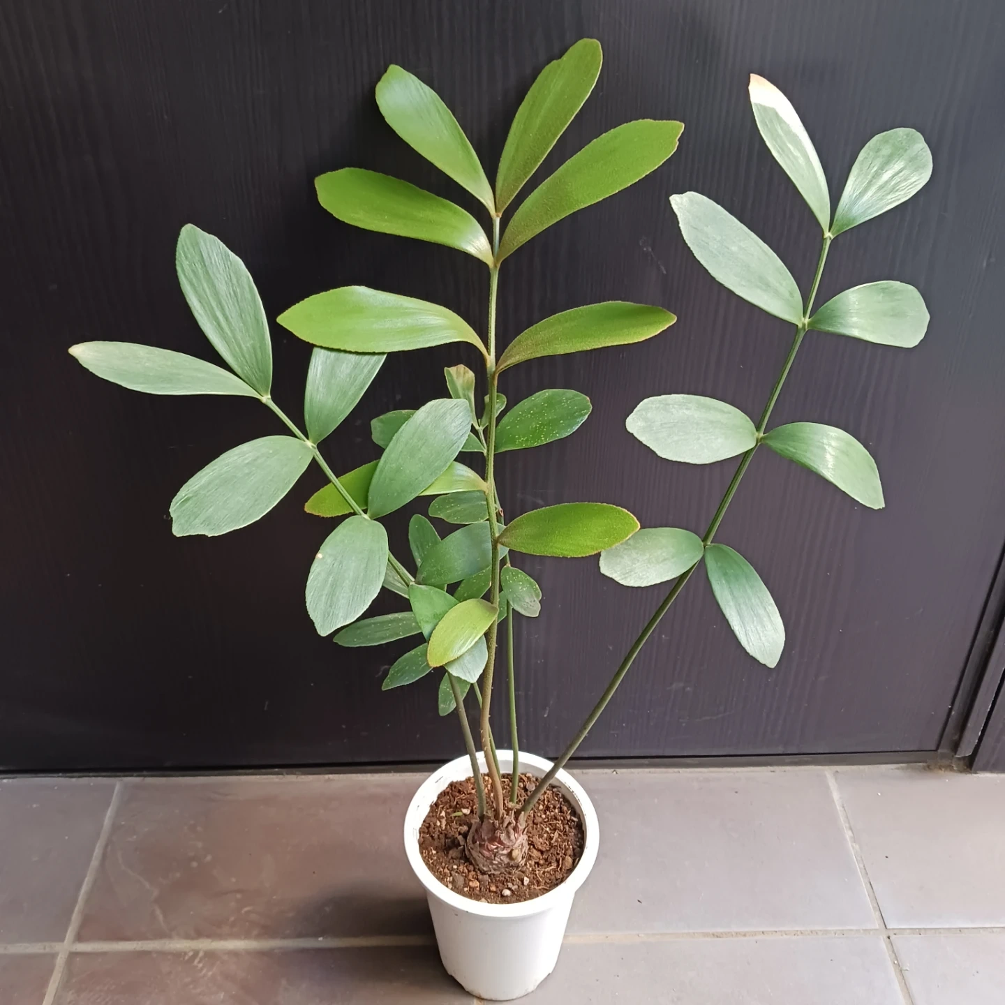 メキシコソテツ ザミア 4号 観葉植物