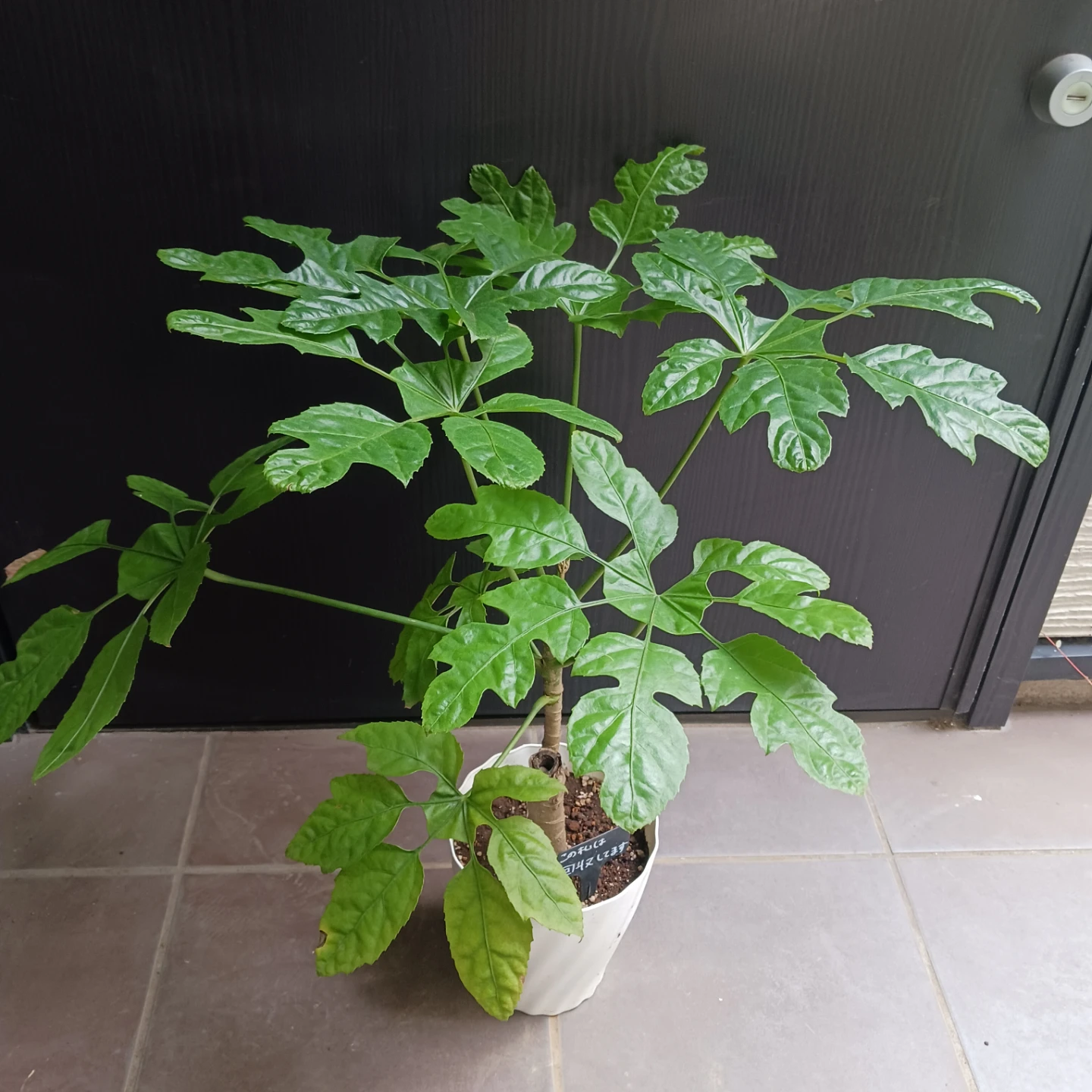まとめ買い対象★希少植物★7 トラベシア　パルマータ　5号　観葉植物　レアの写真3枚目