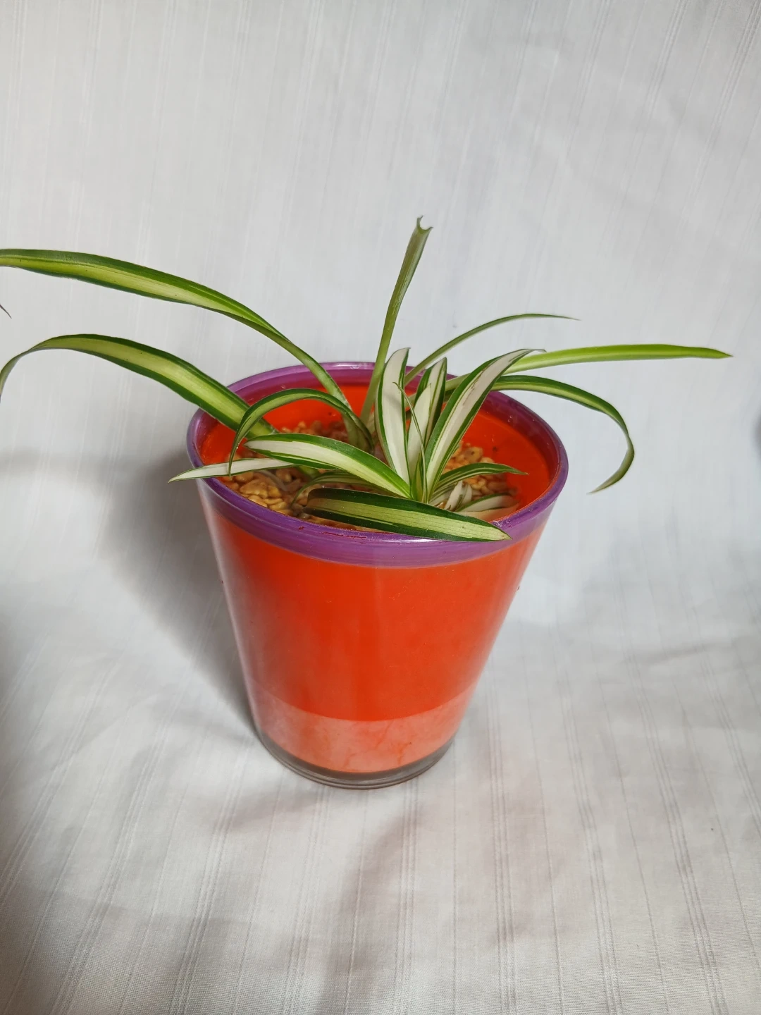 オリヅルラン 観葉植物 ①の写真3枚目