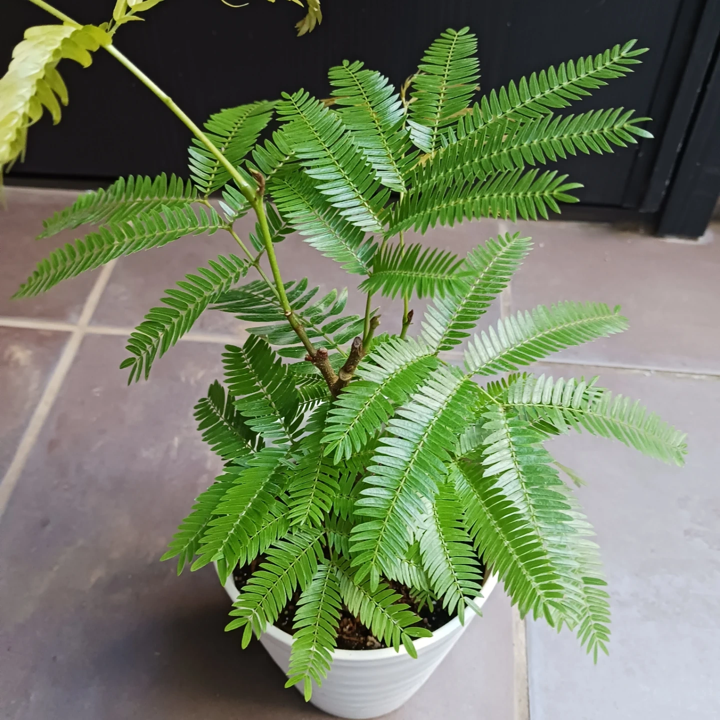 エバーフレッシュ 4号 観葉植物の写真4枚目