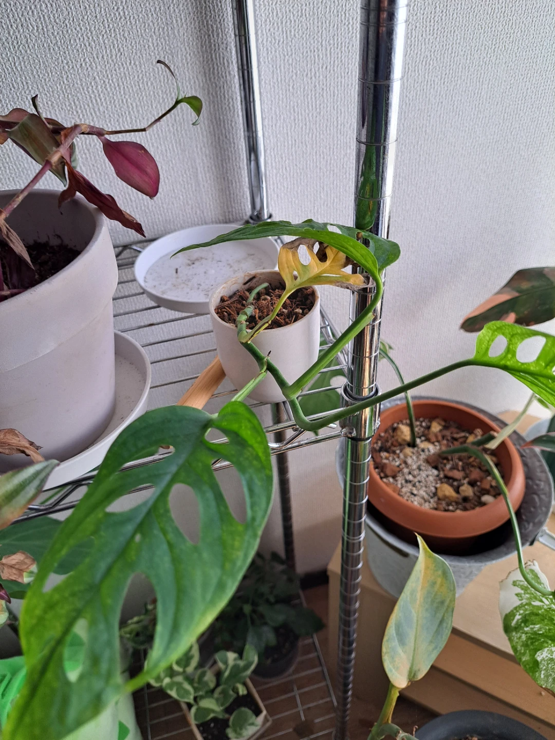 マドカズラ 観葉植物 鉢植え