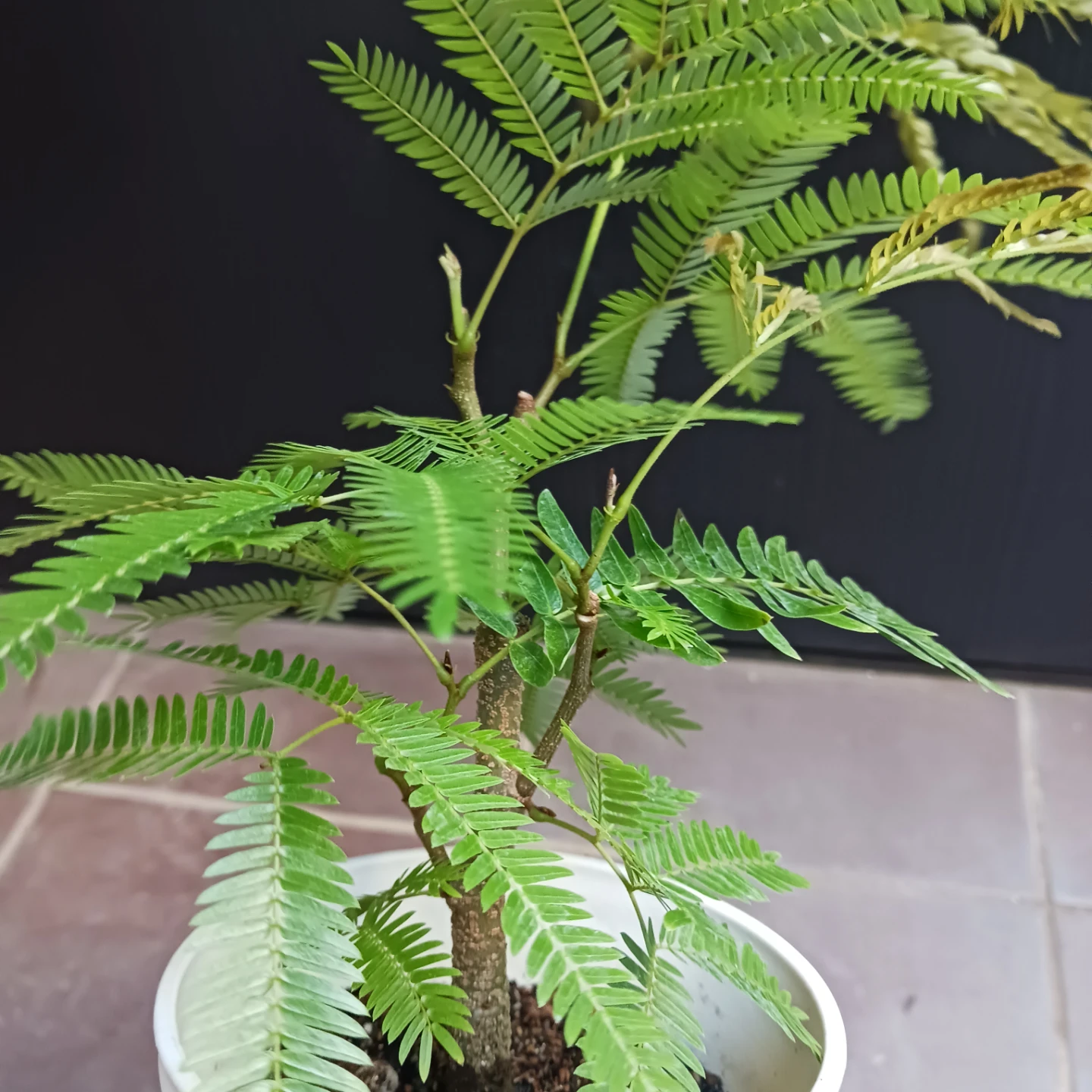 エバーフレッシュ　4号　観葉植物の写真6枚目