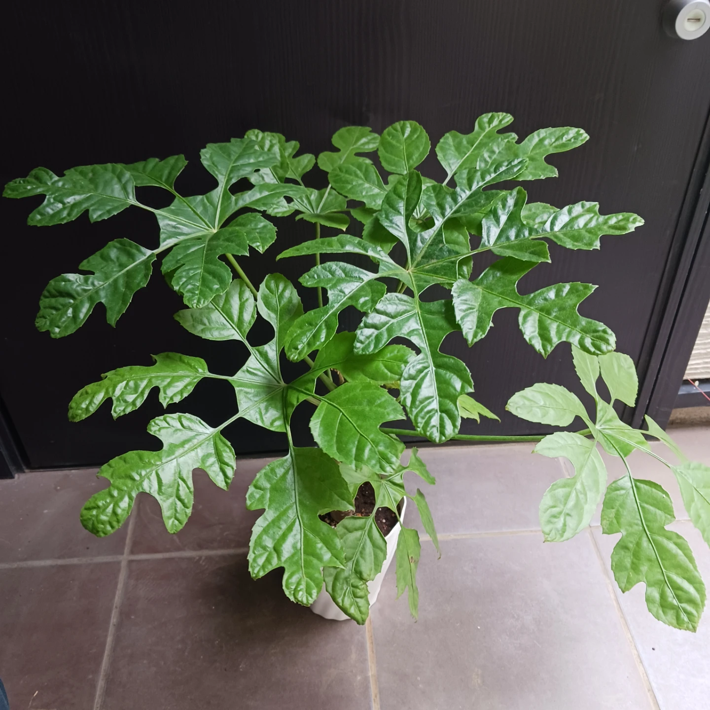 まとめ買い対象★希少植物★7 トラベシア　パルマータ　5号　観葉植物　レア
