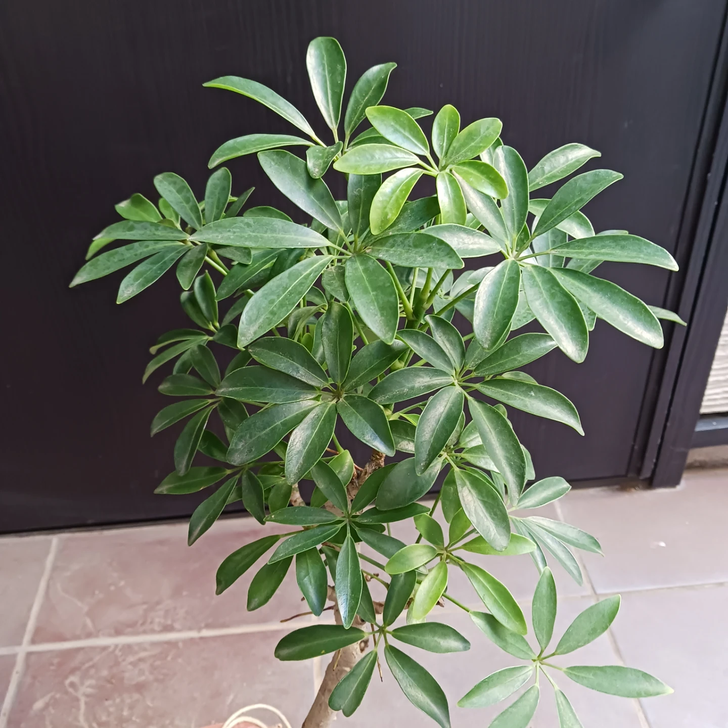 15 シェフレラ　コンパクタ　5号　ホンコン　観葉植物　クイーンの写真5枚目