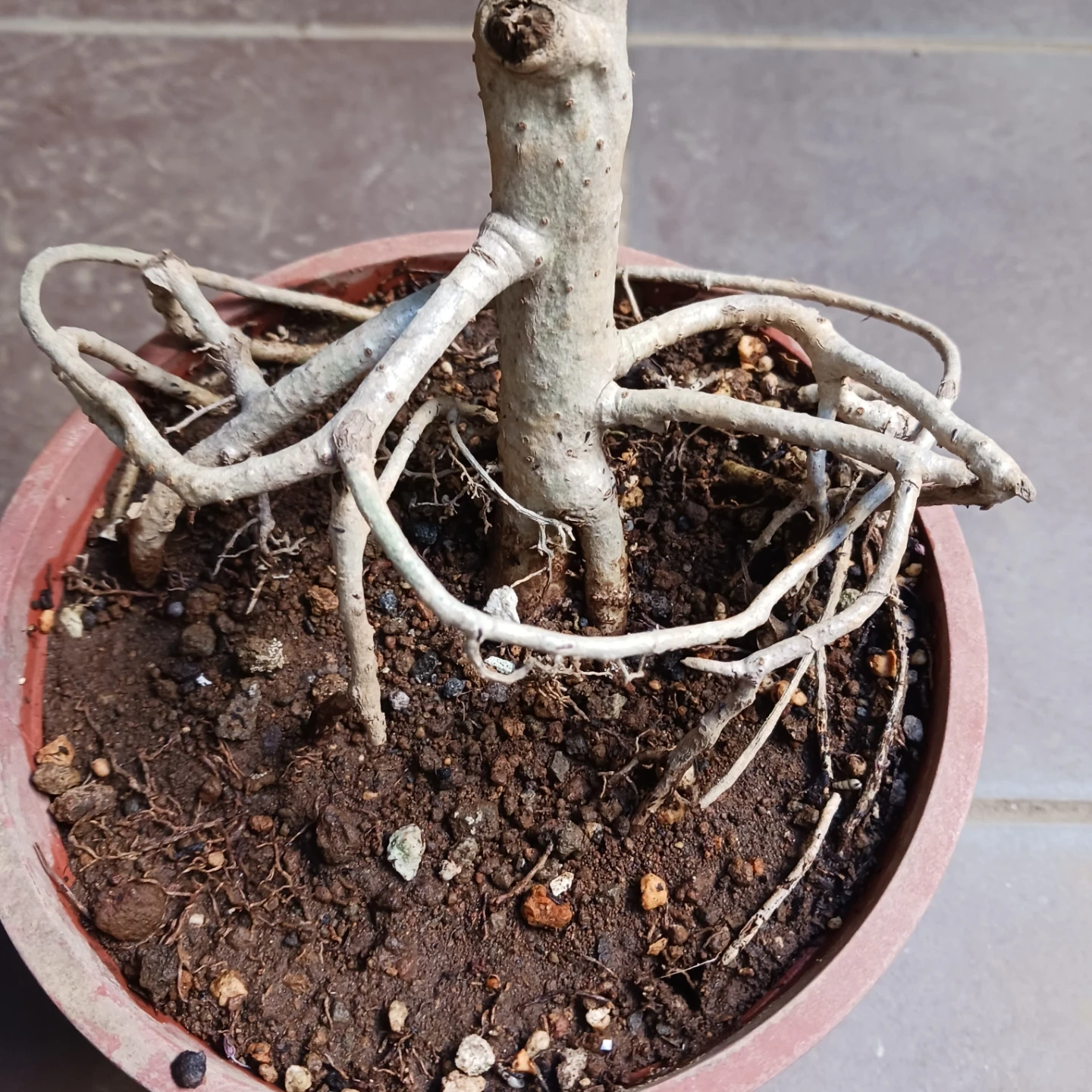 15 シェフレラ コンパクタ 5号 ホンコン 観葉植物 クイーンの写真8枚目
