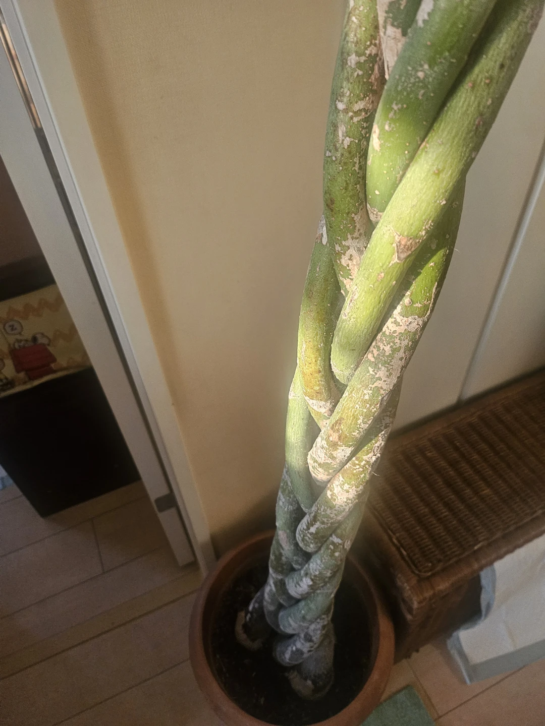 ◽大型パキラ◽編み込み◽観葉植物の写真8枚目