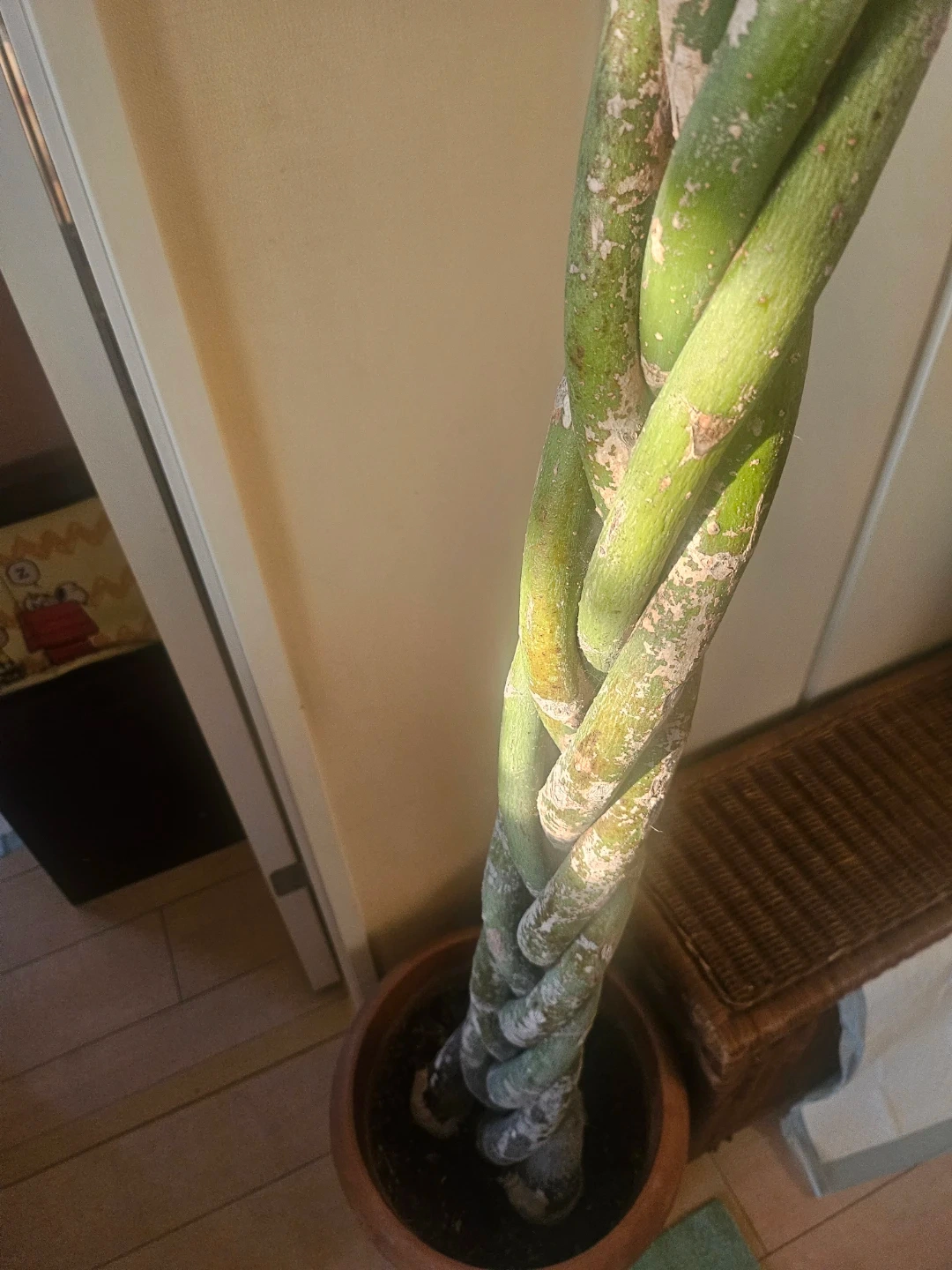 ◽大型パキラ◽編み込み◽観葉植物の写真8枚目