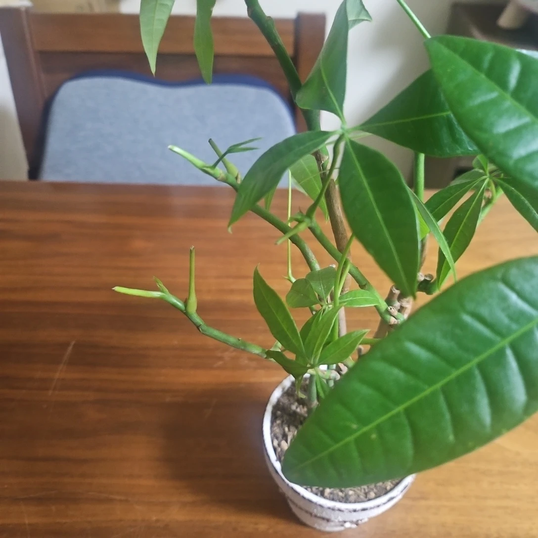 ◽パキラ◽観葉植物◽7本立ちの写真3枚目