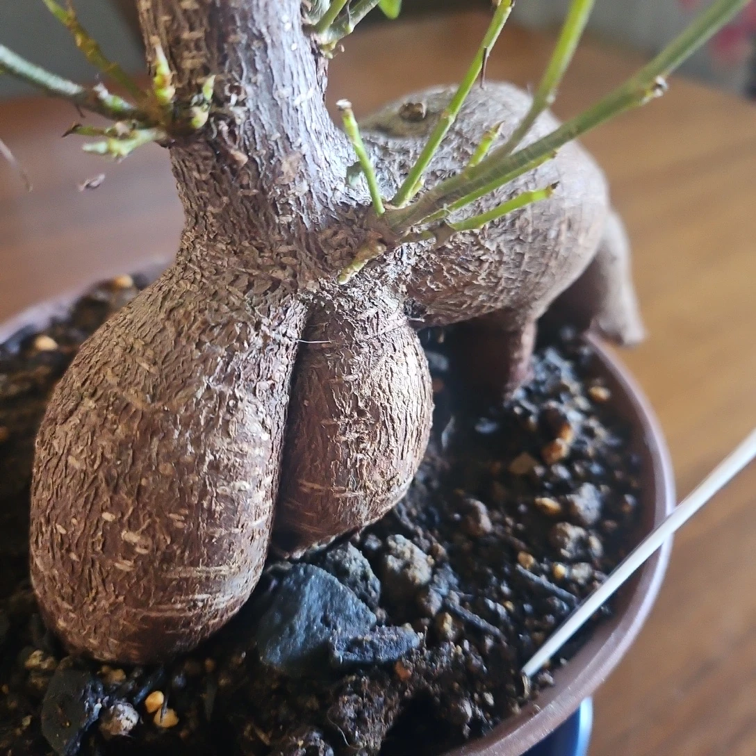 ◽ガジュマル◽観葉植物◽鉢植えの写真4枚目
