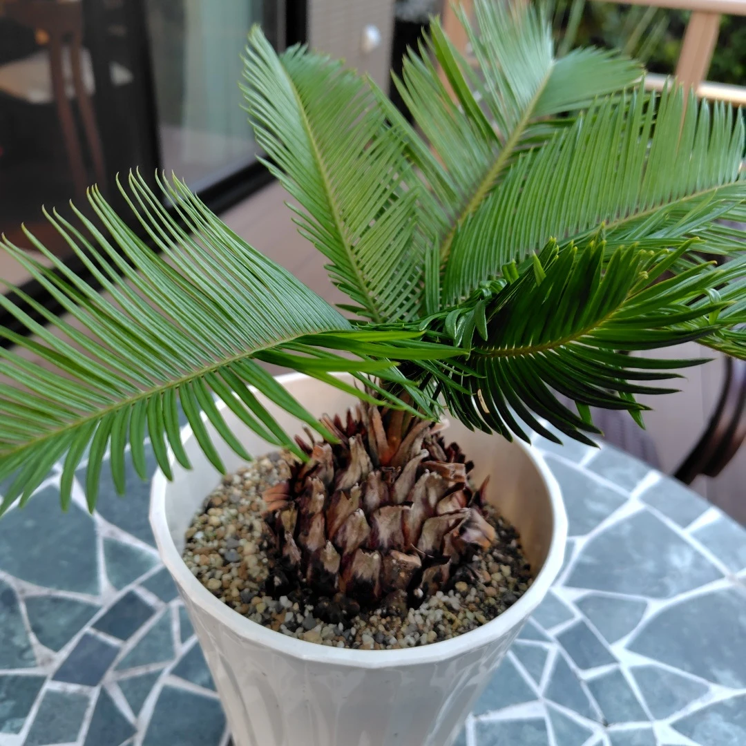 ソテツ 観葉植物 鉢植えの写真3枚目