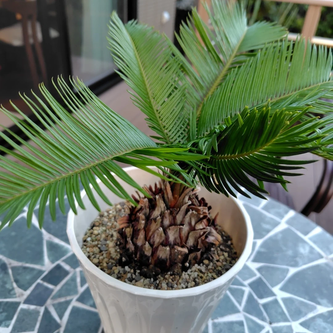 ソテツ 観葉植物 鉢植えの写真3枚目