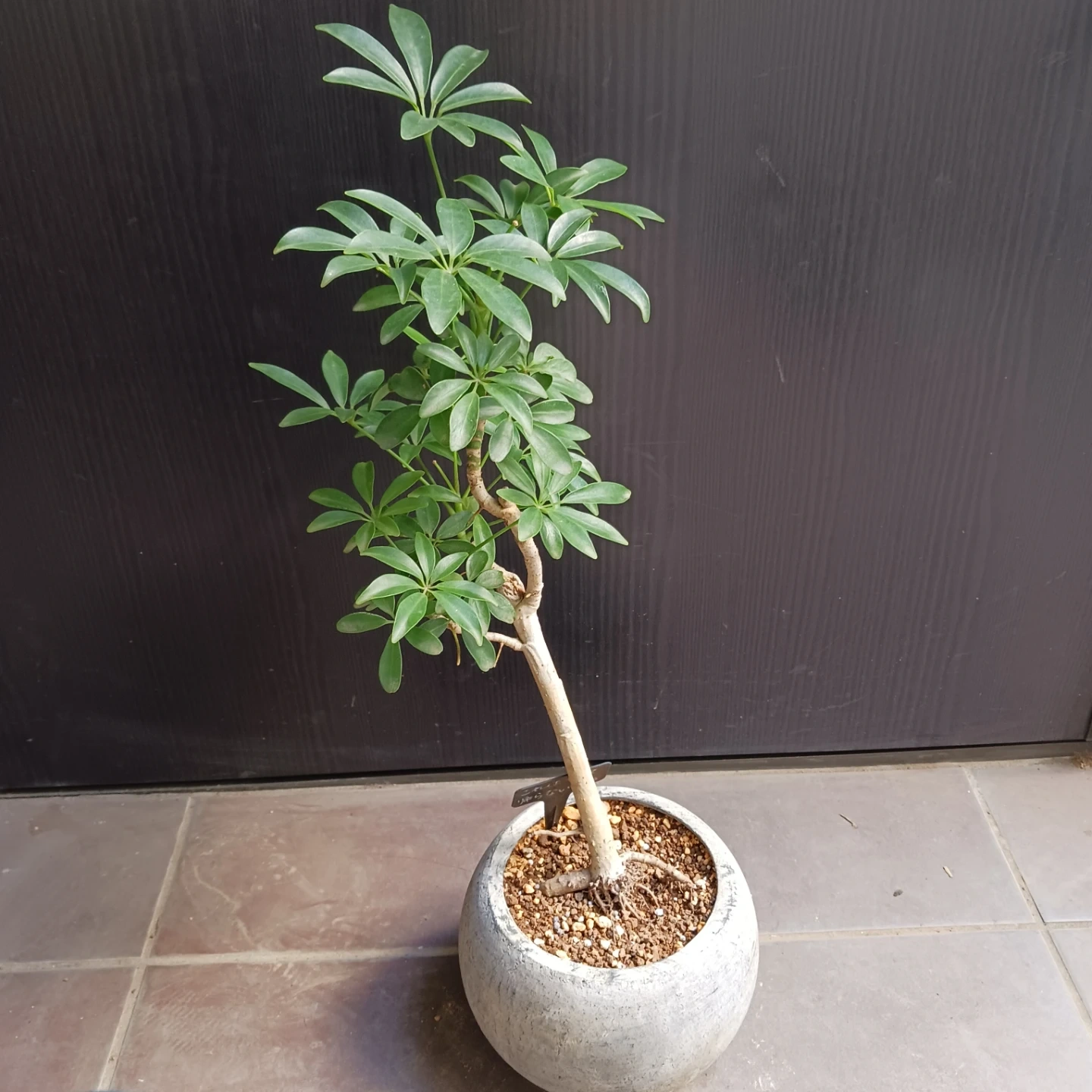 シェフレラコンパクタ 5号相当 観葉植物の写真3枚目