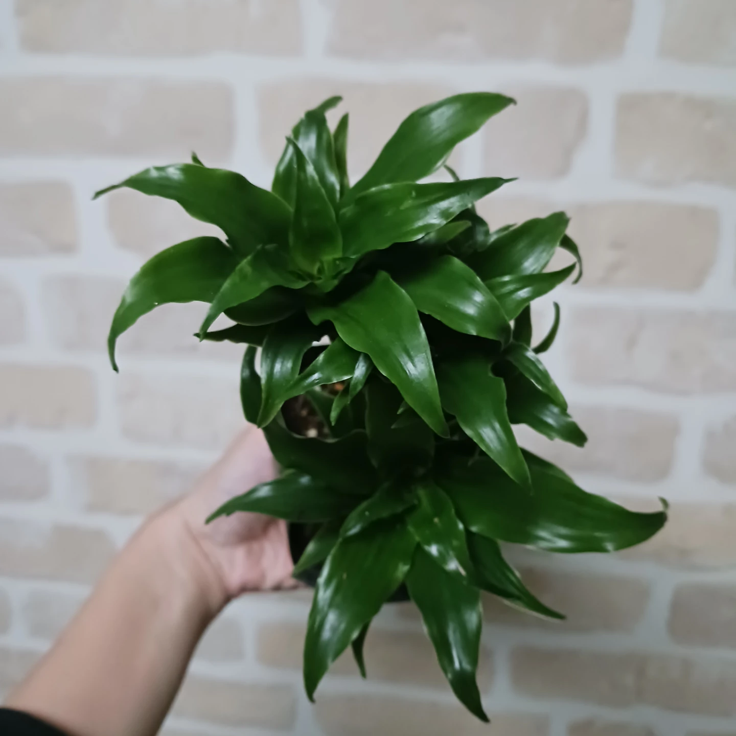 ドラセナコンパクタ　3号ポット苗　観葉植物の写真7枚目