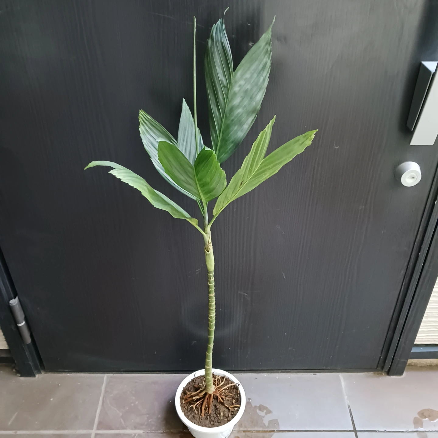 まとめ買い対象★レア★9 テネラ　5号　ヤシ　観葉植物