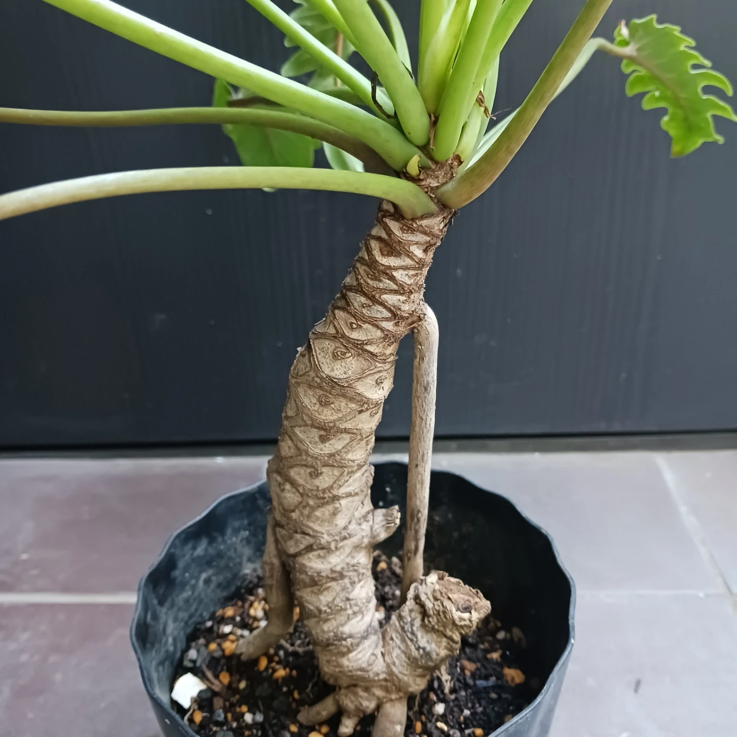まとめ割り対象★クッカバラ 5号 幹立ち 観葉植物の写真6枚目