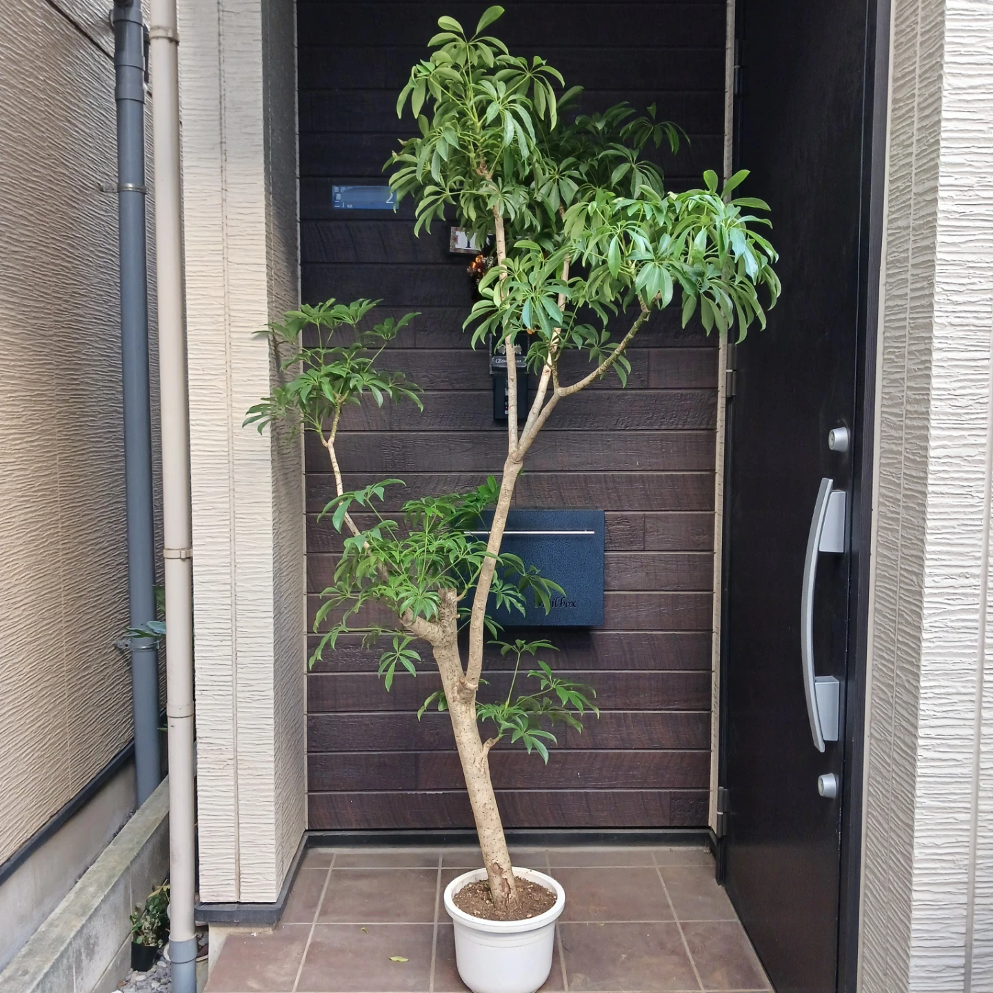 まとめ買い対象★4 シェフレラ　9号　観葉植物　大型　シンボルツリー
