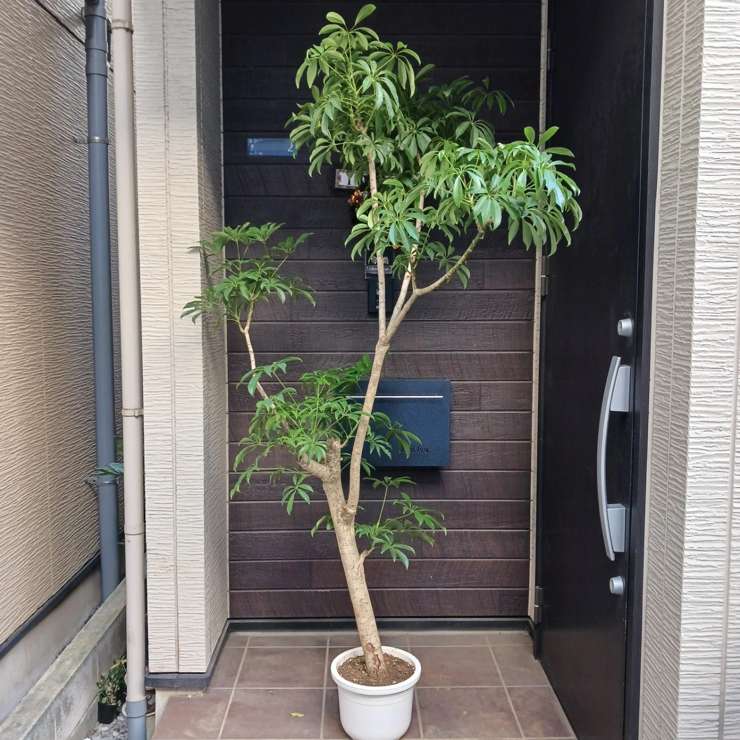 まとめ買い対象★4 シェフレラ 9号 観葉植物 大型 シンボルツリー
