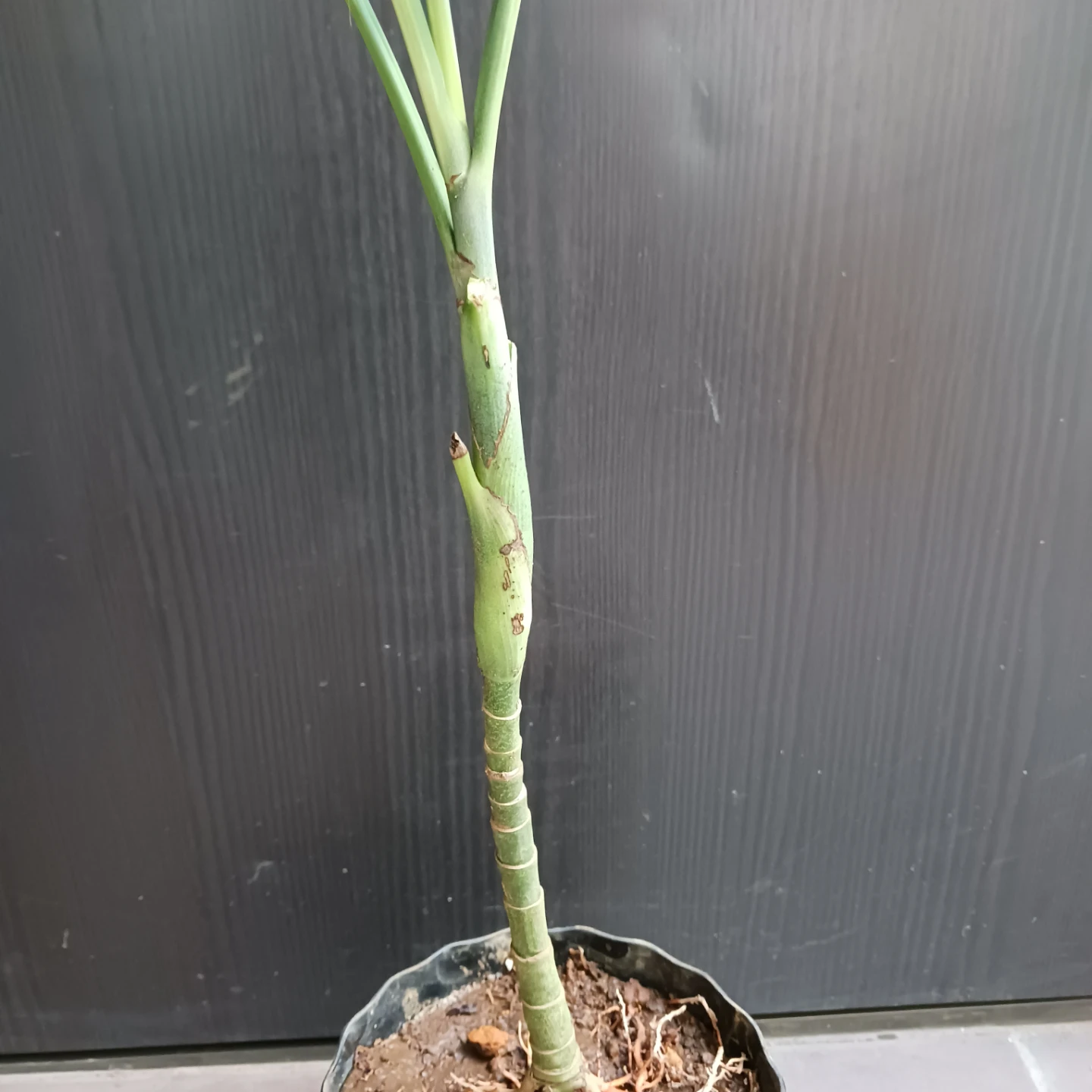 まとめ買い対象★レア★5 根上がり テネラ　5号 　ヤシ　観葉植物の写真5枚目