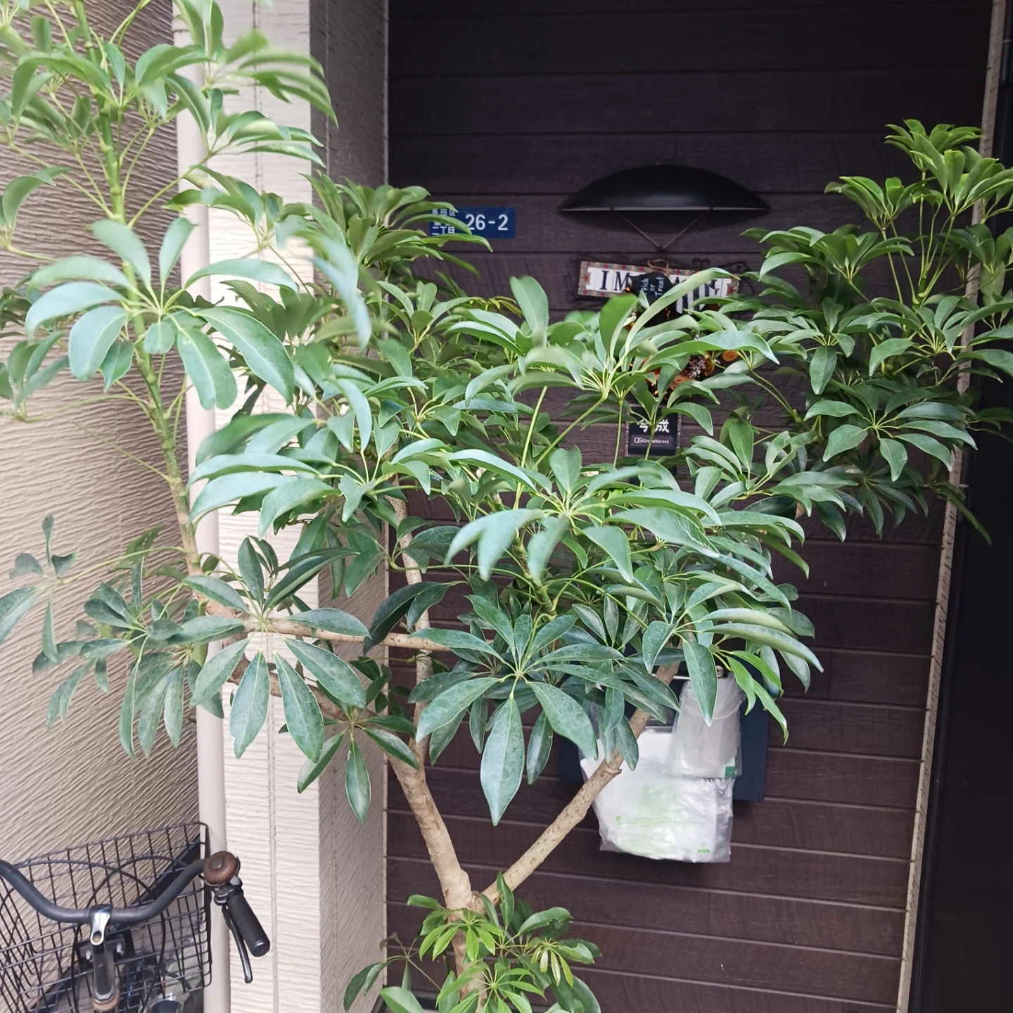 まとめ買い対象★2 シェフレラ 9号 観葉植物の写真6枚目