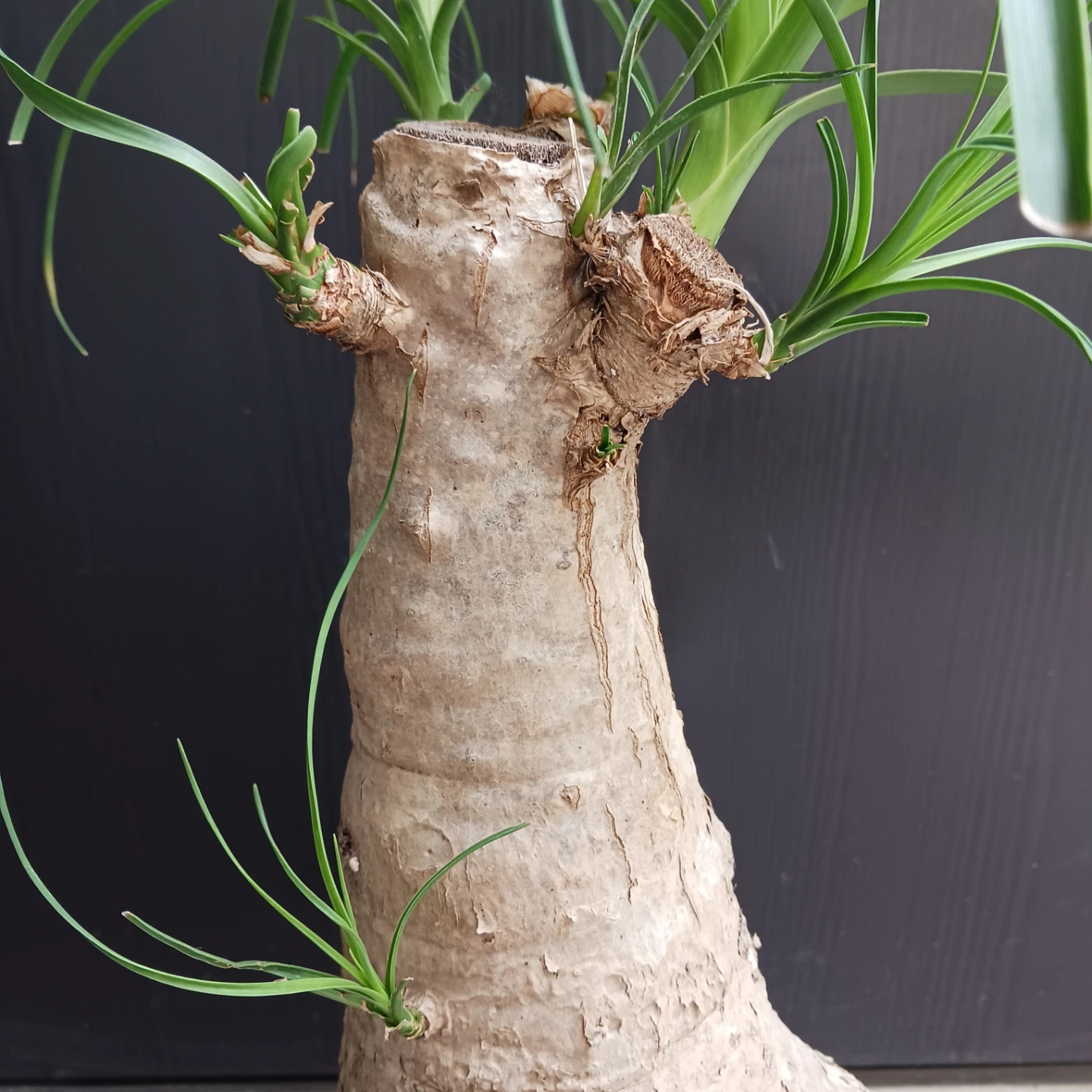 迫力ある★ノリナ　8号　トックリラン　観葉植物の写真7枚目