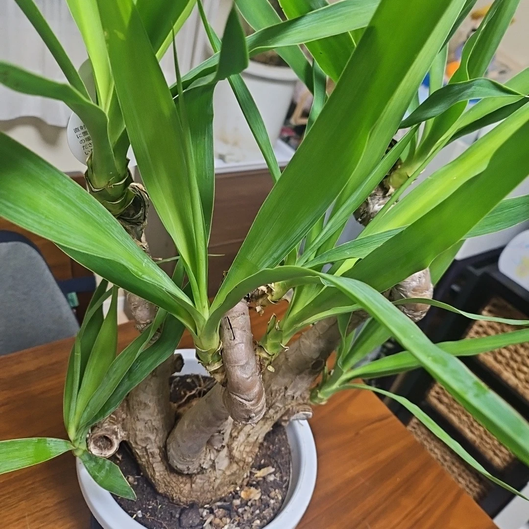 ◽観葉植物ユッカ◽空気清浄樹◽極太幹◽鉢付きの写真8枚目