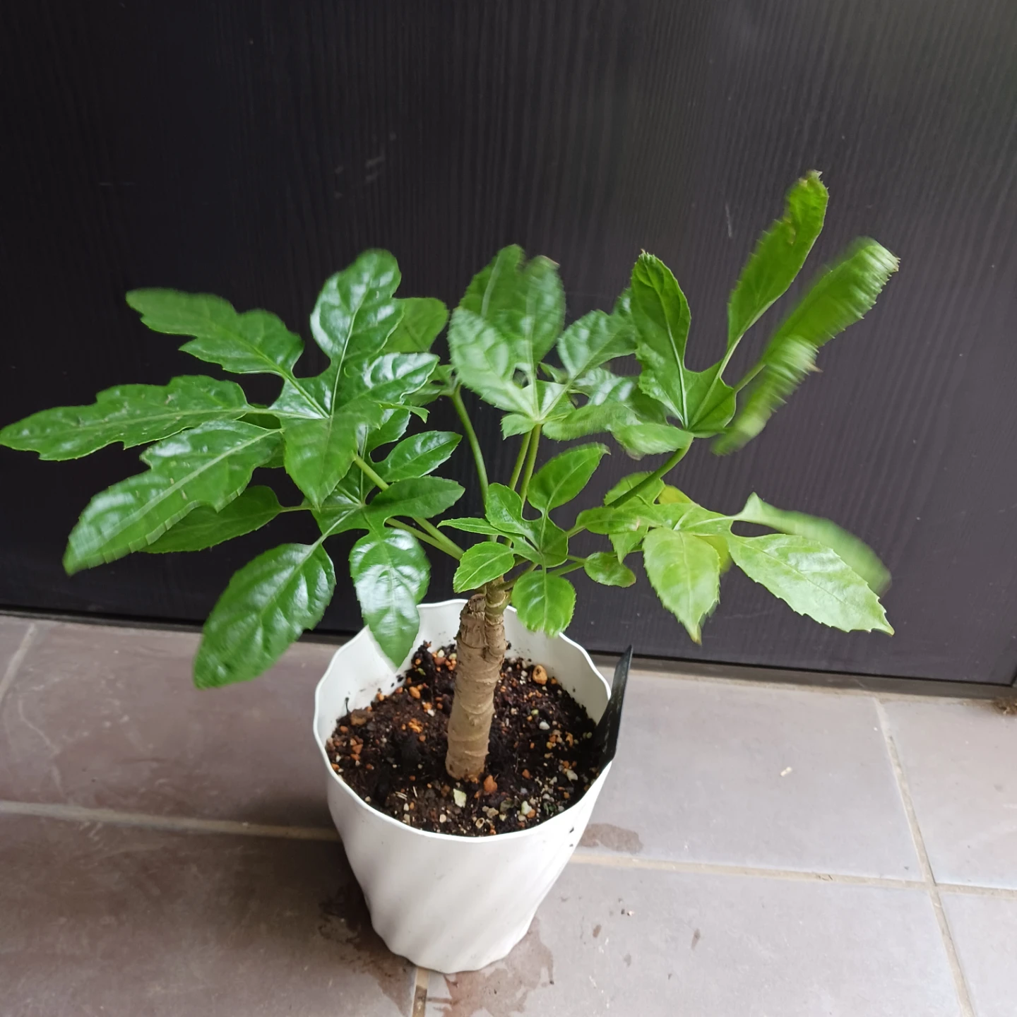 レア★10 トラベシア　パルマータ　5号　観葉植物　希少の写真2枚目