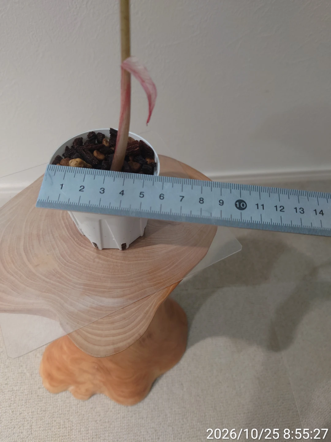 アロカシア アマゾニカ 観葉植物の写真5枚目
