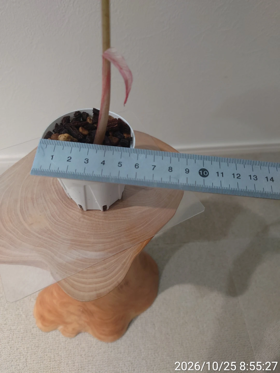 アロカシア アマゾニカ 観葉植物の写真5枚目