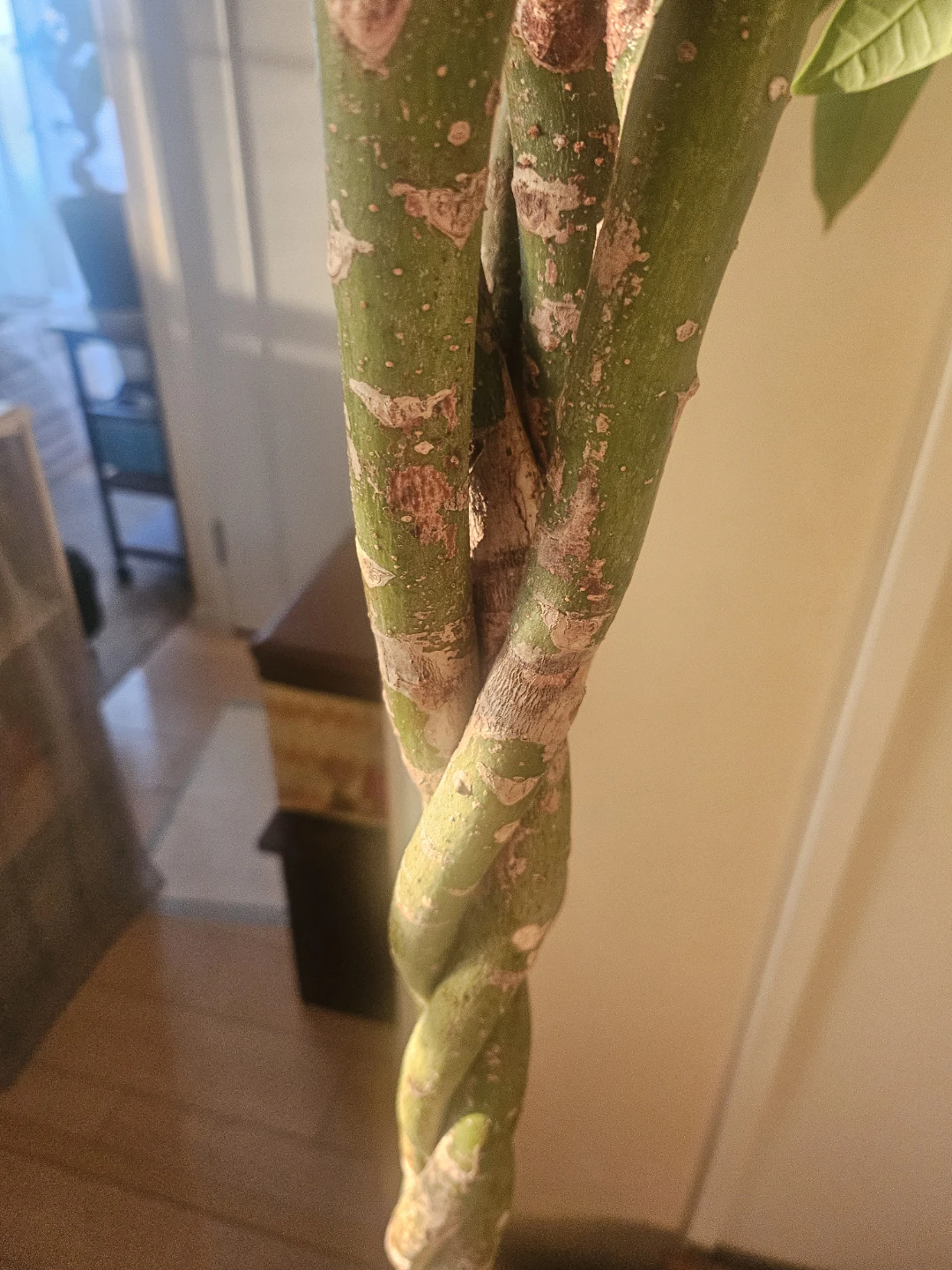 ◽大型パキラ◽編み込み◽観葉植物の写真7枚目