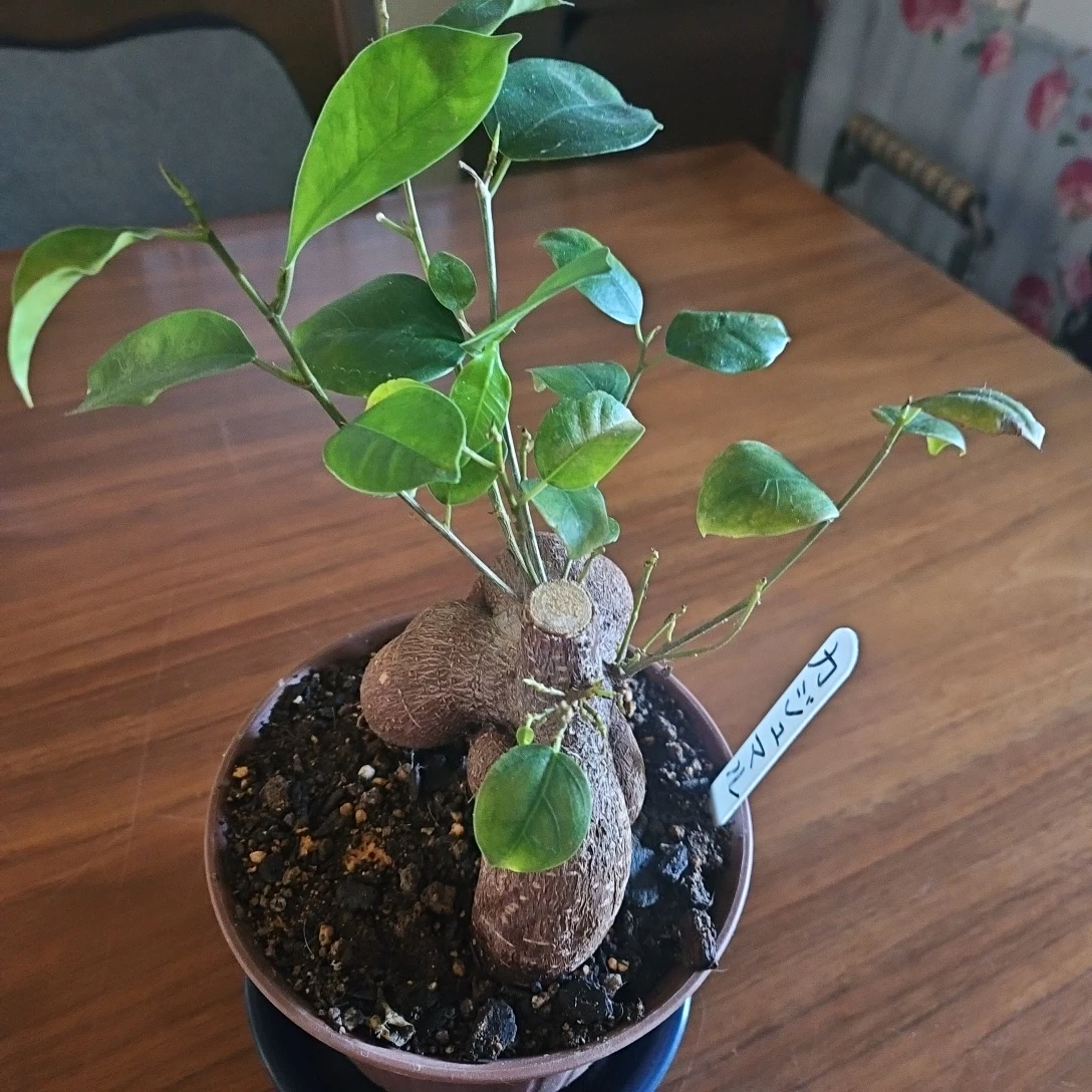 ◽ガジュマル◽観葉植物◽鉢植えの写真3枚目