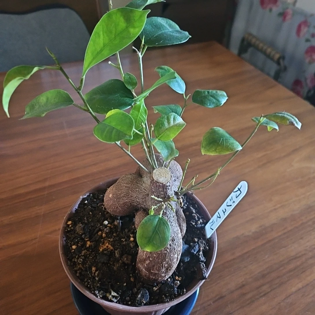 ◽ガジュマル◽観葉植物◽鉢植えの写真3枚目