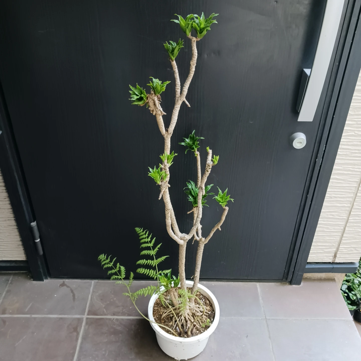 まとめ割り対象★ドラセナ コンパクタ 7号　観葉植物の写真4枚目