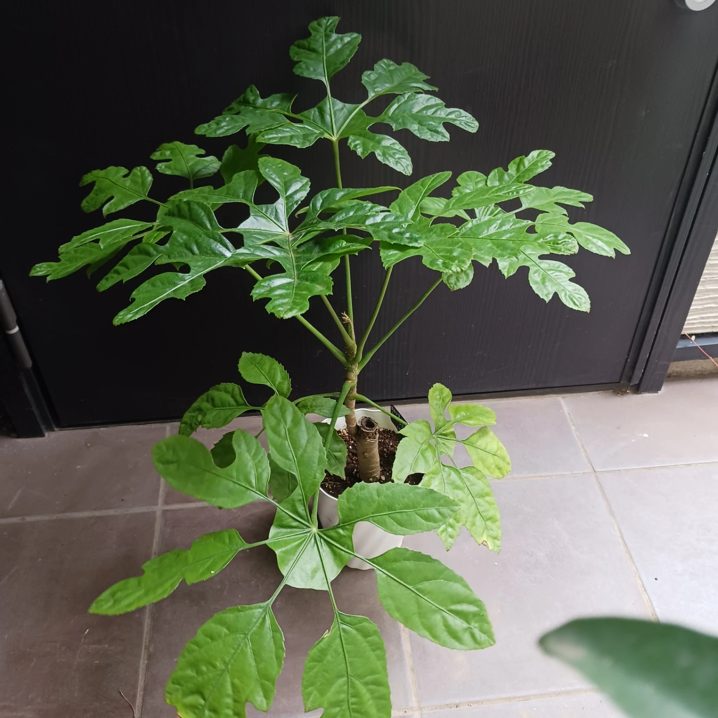まとめ買い対象★希少植物★7 トラベシア　パルマータ　5号　観葉植物　レアの写真2枚目