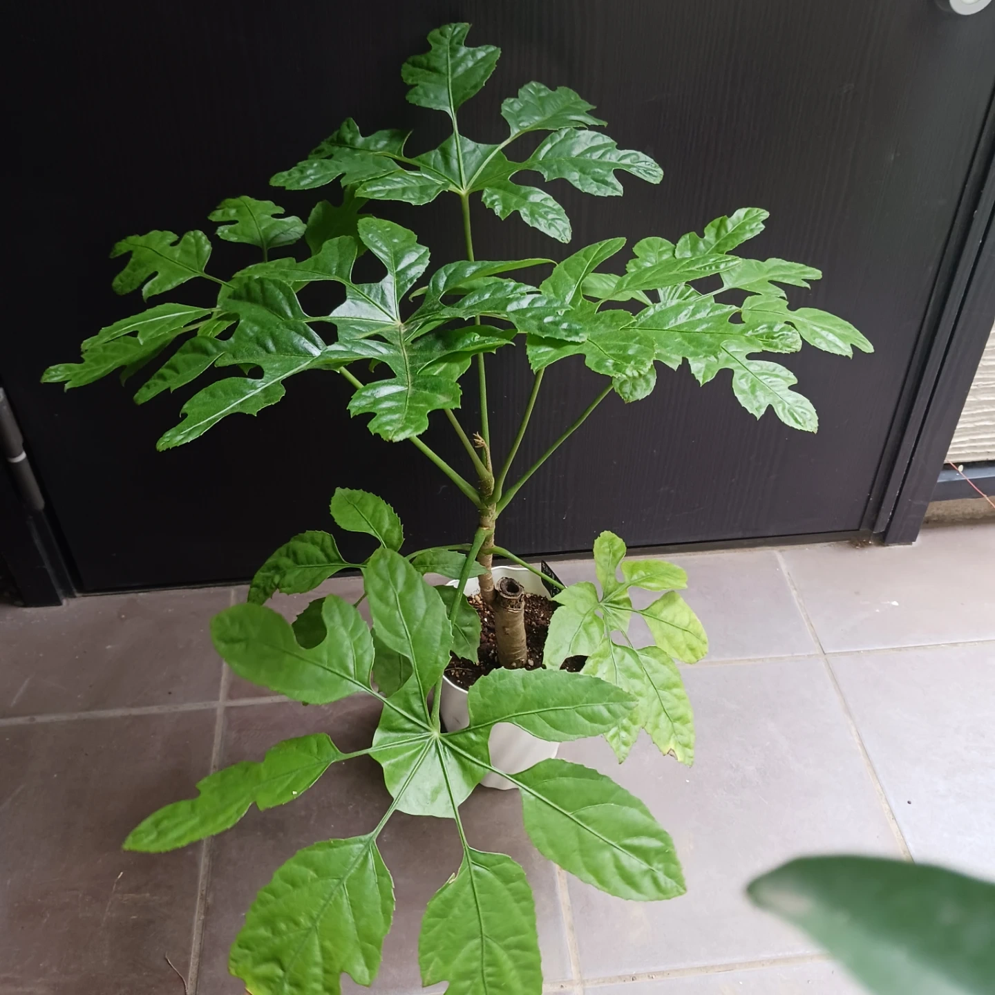 まとめ買い対象★希少植物★7 トラベシア パルマータ 5号 観葉植物 レアの写真2枚目