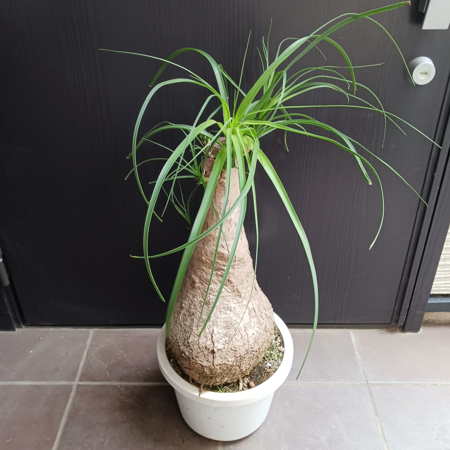 迫力ある★ノリナ　8号　トックリラン　観葉植物の写真4枚目