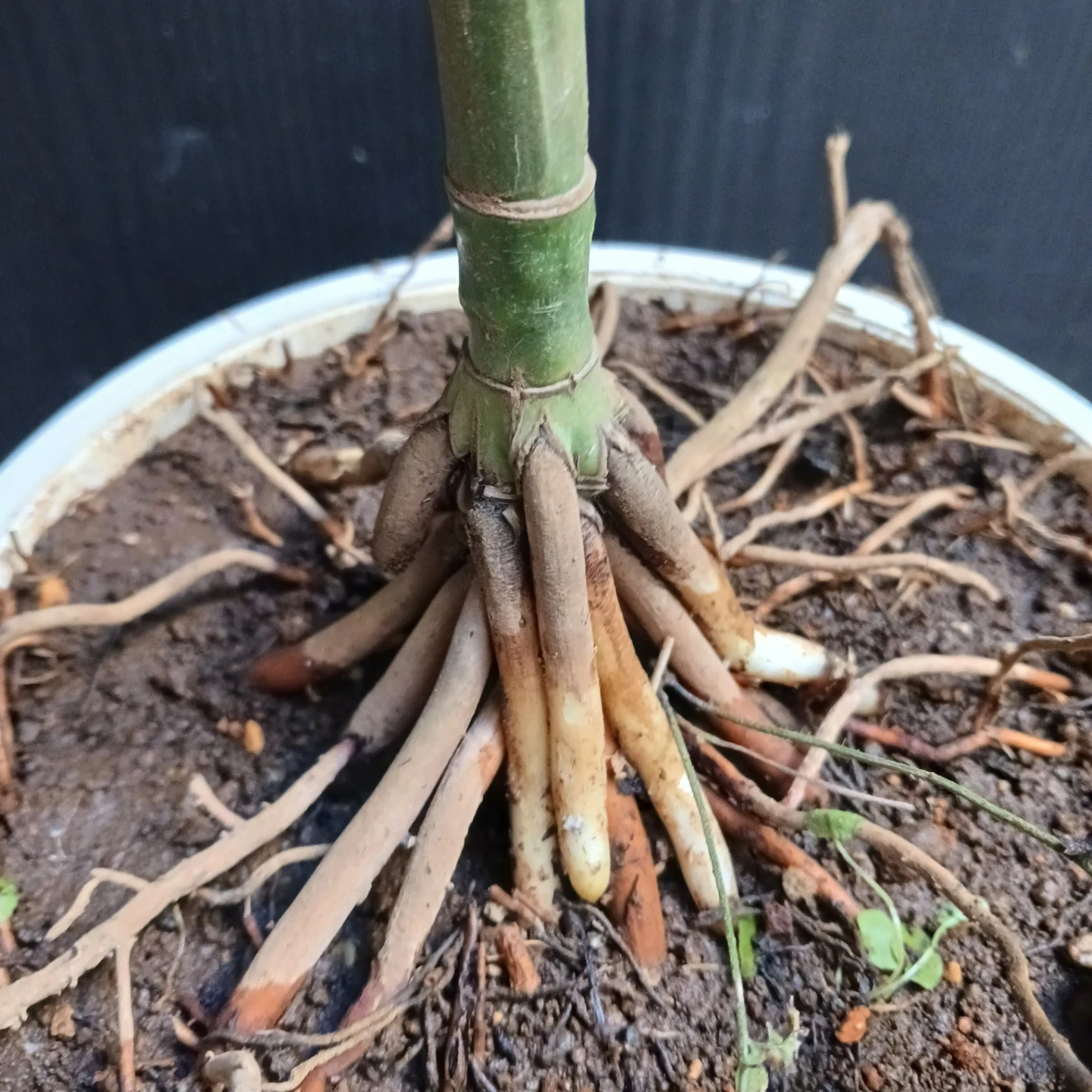 まとめ買い対象★レア★3 テネラ 根上がり 6号 ヤシ 観葉植物の写真9枚目